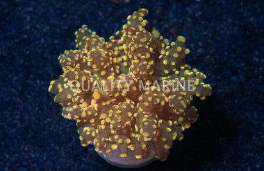 Octopus Branch Green w/Orange Tip :: 28264