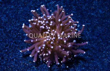 Torch, Black Tentacles w/Purple Tip :: 28279