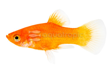 Dwarf Coral Red Platy :: 24140