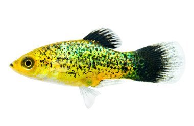 Calico Neon Green Platy :: 24602