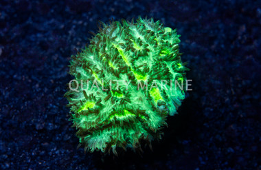 Hydnophora, Encrusting JF Limelight :: 26264