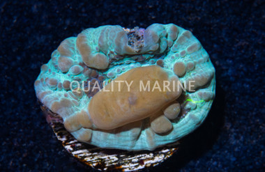 Chalice, WWC Blue Cosmic Candy Bounce :: 54017