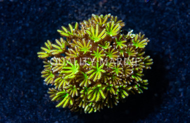 Pipe Organ Shaggy :: 67643