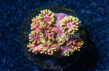 Goni, Hollywood Nights :: 85973