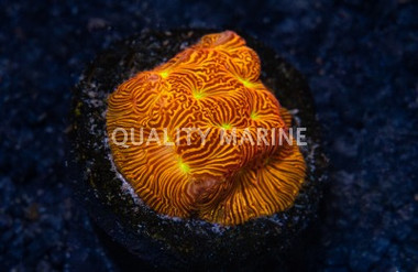 Leptoseris, JF Jack-O-Lantern :: 94055