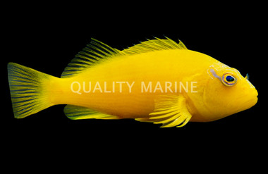 Golden Hawkfish :: 32160