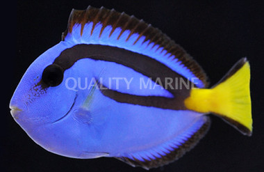 Blue Hippo Tang, Indo :: 23900