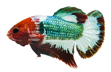 Plakat Red Copper, Male :: 36584