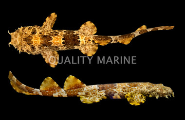 Wobbegong, Ornate :: 29024