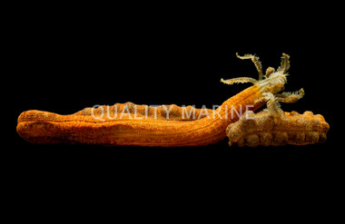 Medusa Worm :: 53003