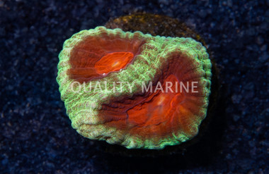 Brain, Green w/ Red Eye :: 26379