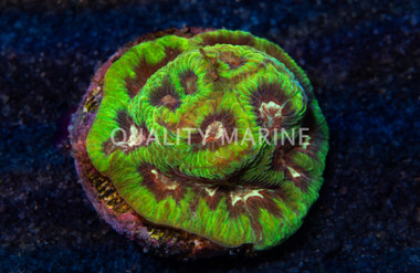 Maze, Frank Zappa :: 29796