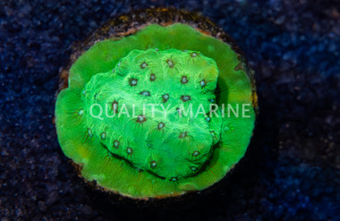 Cyphastrea, Leap Frog :: 44348