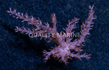 Kenya Tree Pink :: 48358