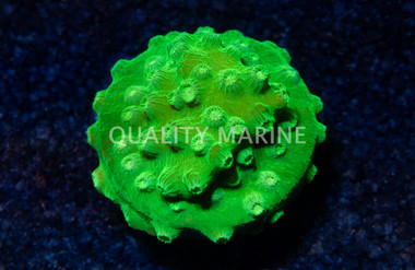 Cyphastrea, Lime Green :: 55283