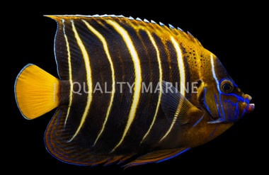 Chrysurus Angelfish, Adult :: 10027