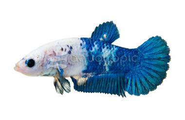 Blue Rim Betta, Female :: 54104