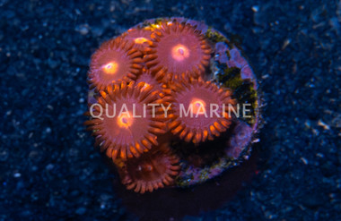 Zoa, Clementine :: 42614