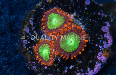 Zoa, Goblins Fire :: 80182