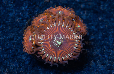 Zoa, Magician :: 96571