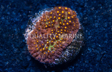 Stylocoeniella, Firestone :: 99363