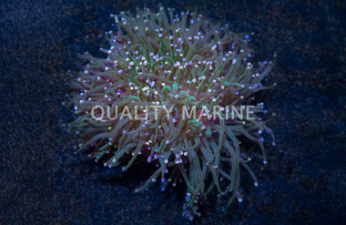 Torch, Green w/ Pink & Purple Tip :: 99373