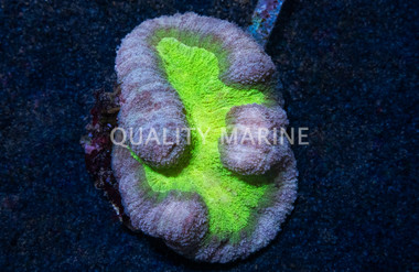 Brain Open Purple w/ Green :: 54649