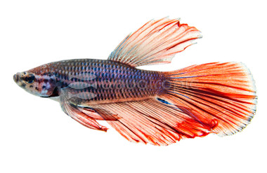 Halfmoon LRP Grey, Male :: 32926