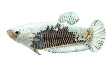 Plakat Black Samurai, Female :: 35448