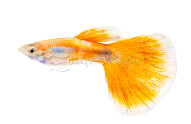 Lazuli Red Guppy, Male :: 36093