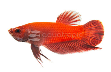 Plakat Red Fire, Male :: 45475