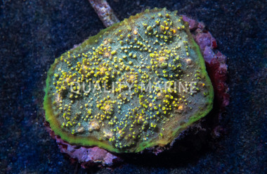 Chalice Small Eye Colored :: 51054