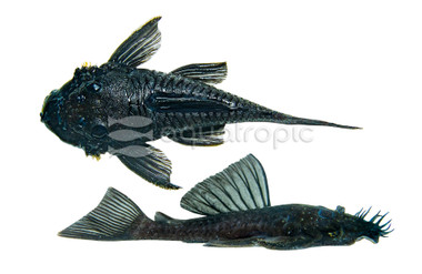 Medusa Bushy Nose Plecostomus L-034 :: 31099