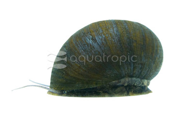 Green Olive Nerite Snail :: 53248