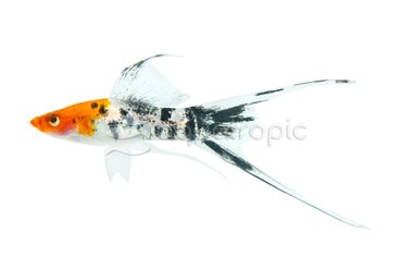 Hi Fin Sanke Grade A Swordtail :: 32683