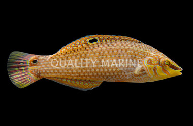 Bubblefin Wrasse :: 58709