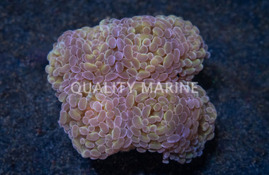 Hammer Branch Gold w/Purple Tips :: 47073