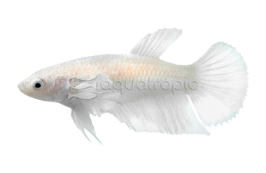 Platinum, Female :: 44457