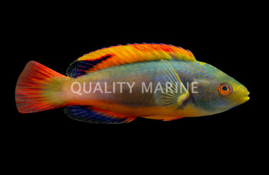 Scott's Velvet Wrasse, Male :: 11609