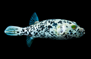 Dogface, Dalmatian :: 40935