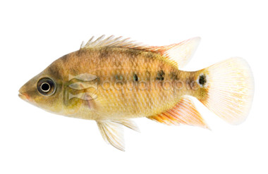 Festae Rio Esmeralda :: 44102