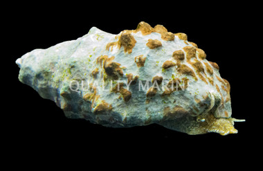 Knobby Cerith Snail :: 14038