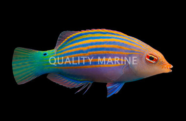 Six Line Wrasse, Indo :: 21468