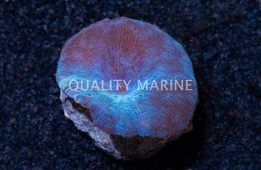 Mushroom Blue / Green / Violet (Single Polyp) :: 46785