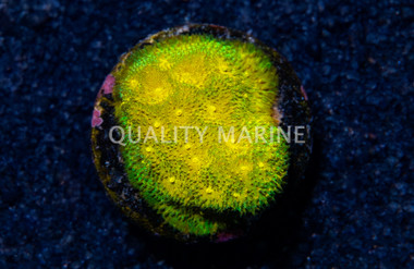 Psammocora, Lemon Lime :: 57975