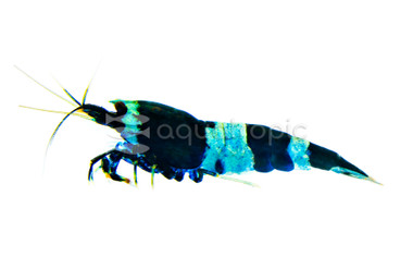 Blue Panda King Kong Shrimp :: 47996