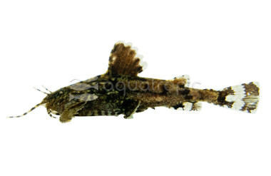 Asian Mountain Stone :: 31179