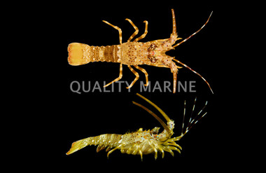 Ornate Spiny Lobster :: 54518