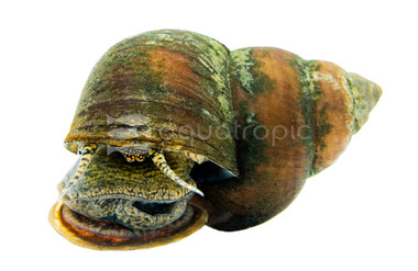 Asian Trapdoor Snail :: 23213