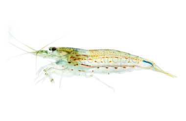 Orange Eye Tiger Shrimp :: 61929